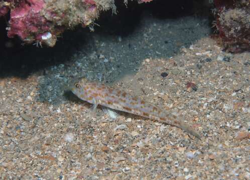 Image of Large-scaled goby