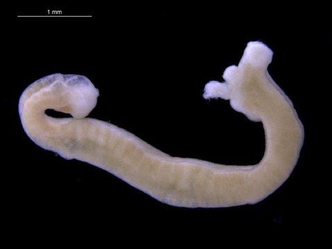 Image of Pholidoskepia