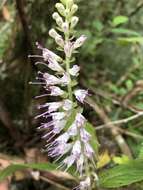 Image of Collinsonia macrobracteata (Masam.) Harley