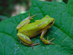 Image of Variable Reed Frog