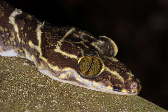 Image of Banded Forest Gecko