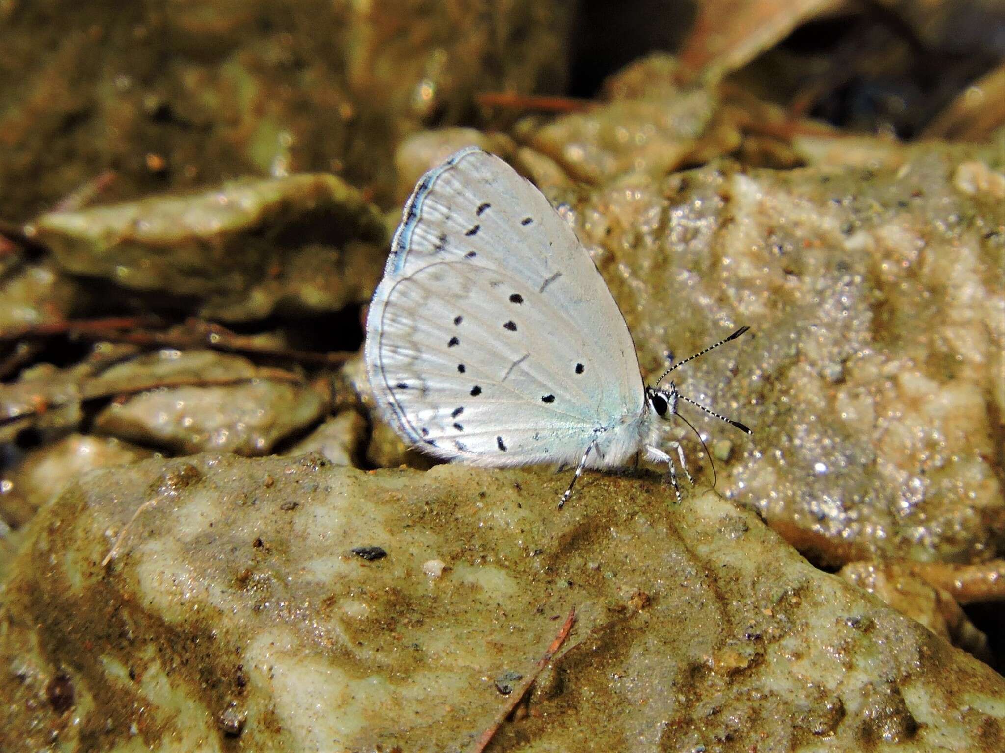 Image of Celastrina huegeli (Moore 1882)