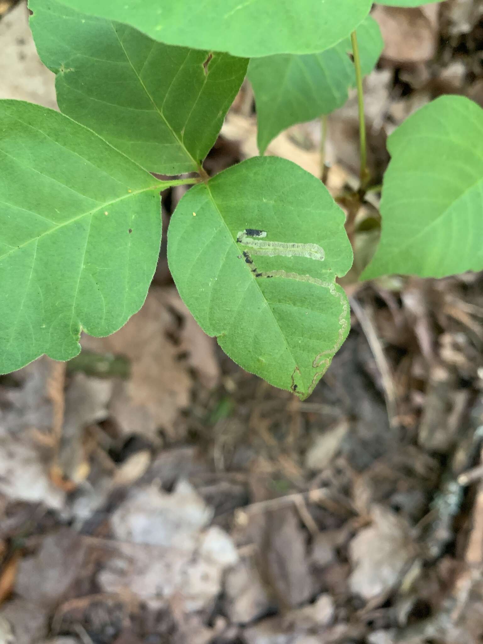 صورة Stigmella rhoifoliella (Braun 1912) Newton et al. 1982