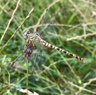 Image of Onychogomphus flexuosus (Schneider 1845)