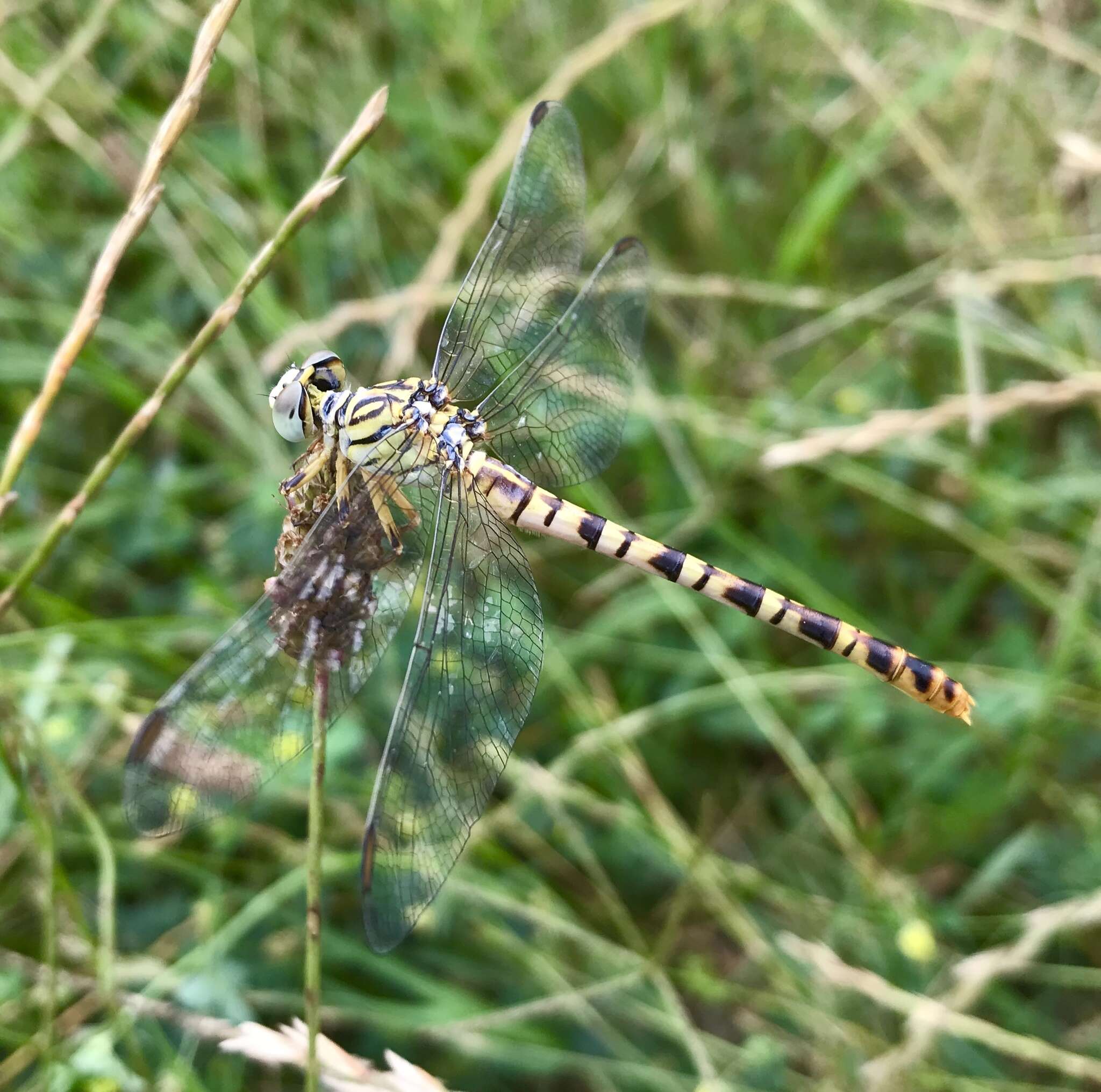 Image of Onychogomphus flexuosus (Schneider 1845)