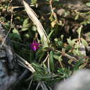 Image of Delosperma uniflorum L. Bol.