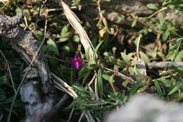 Image of Delosperma uniflorum L. Bol.