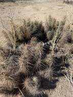 Image of devil's cholla