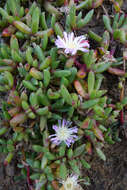 Image of Disphyma australe subsp. australe