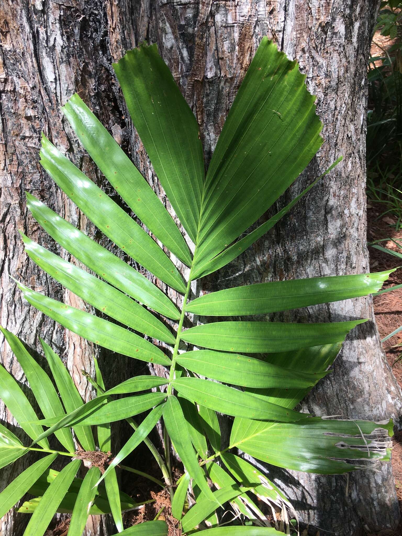 صورة Ptychosperma elegans (R. Br.) Blume