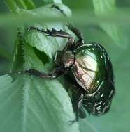 Image of Scarab beetle