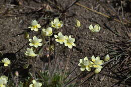 Image of <i>Platystemon <i>californicus</i></i> subsp. californicus