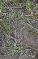Image of Dianthus basuticus subsp. fourcadei Hooper