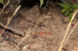 Image of flattened oatgrass