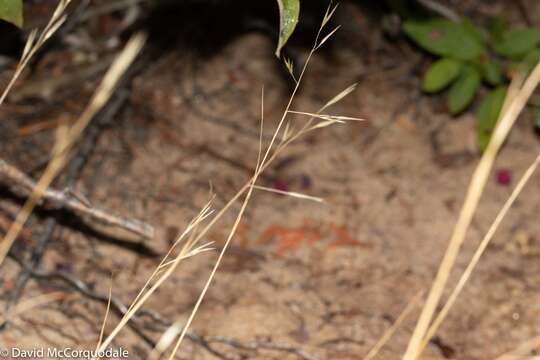 Image de Danthonia compressa Austin