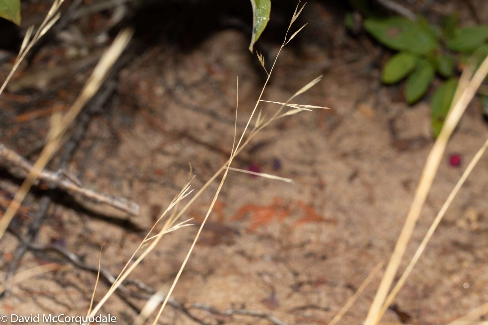 Image of flattened oatgrass