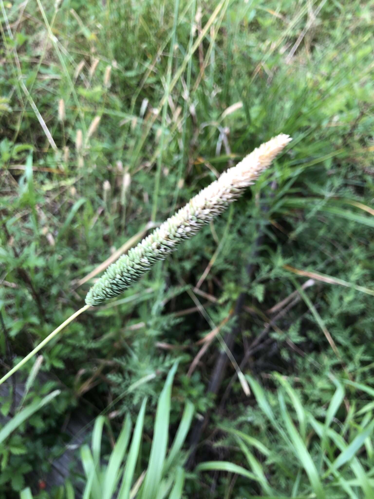 Image of timothy canarygrass