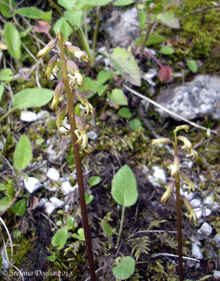 Image of Yellow coralroot