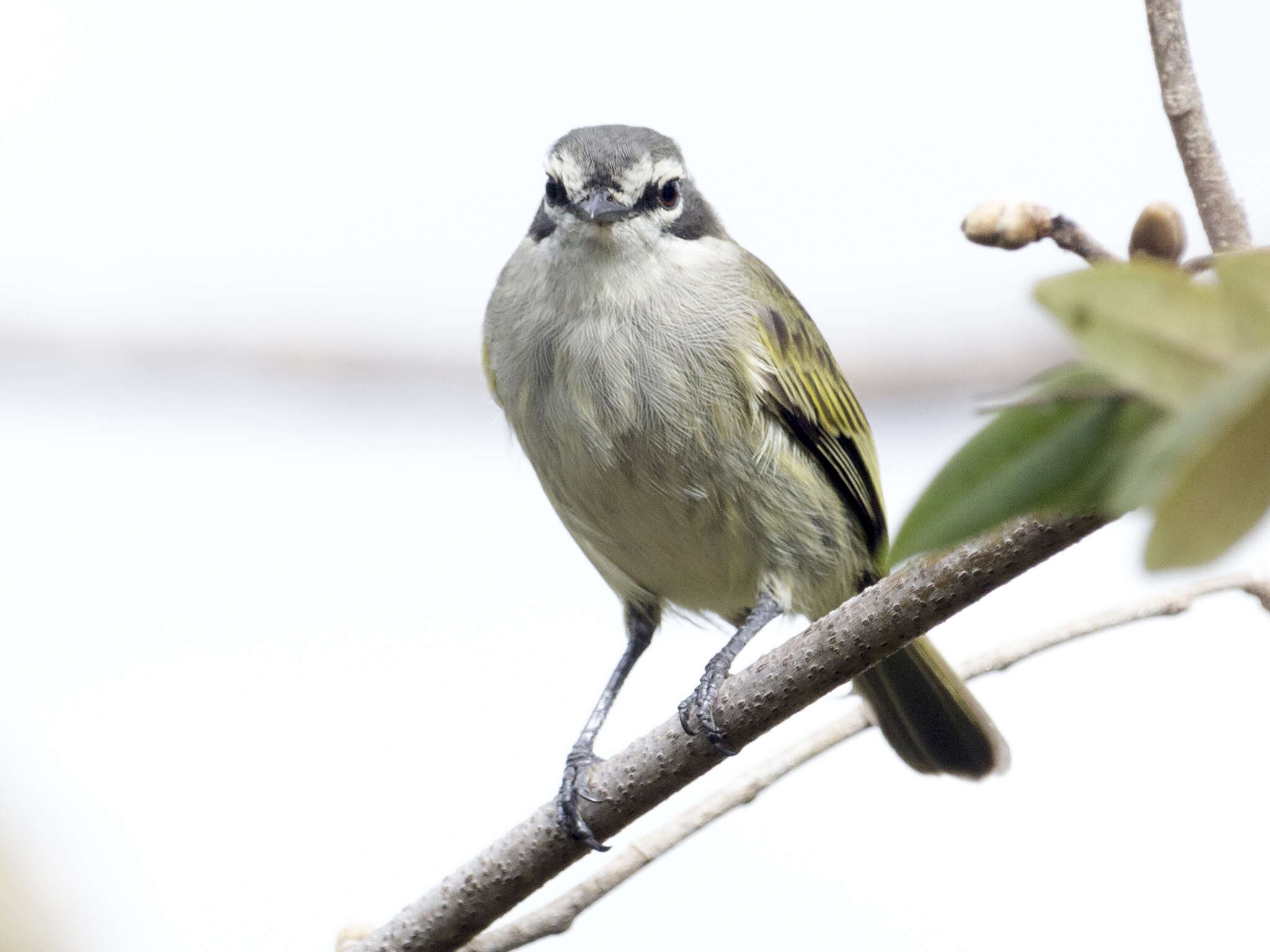 Image of Venezuelan Tyrannulet