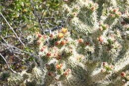 Image of Cylindropuntia alcahes var. alcahes