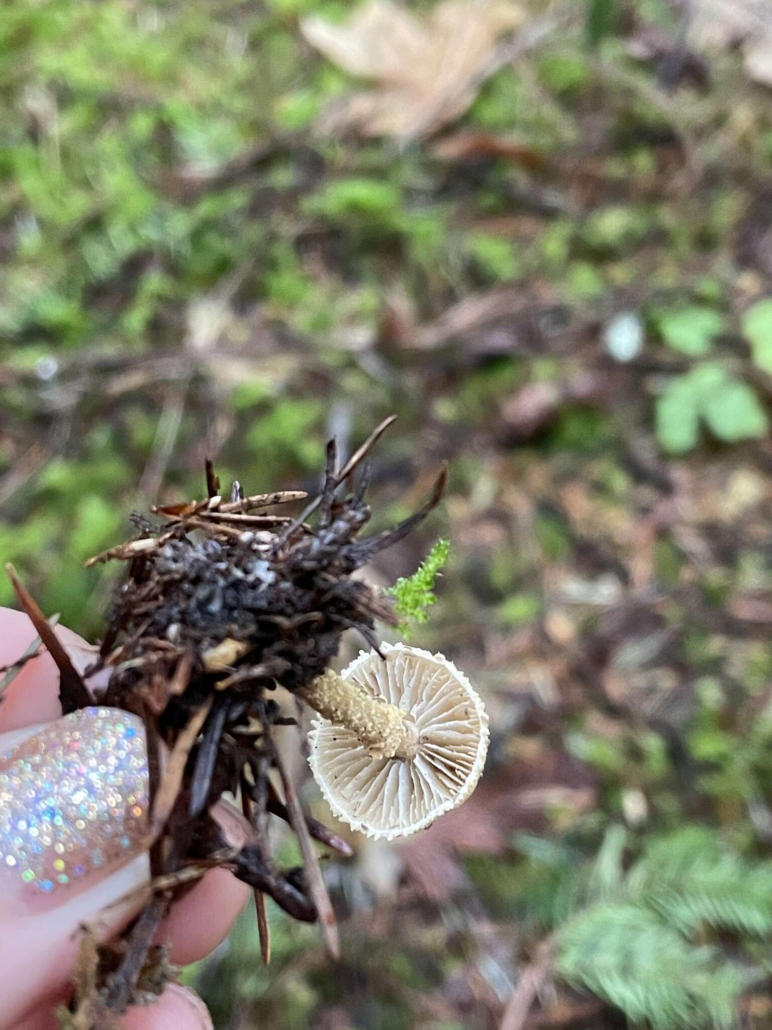 Image de Cystoderma amianthinum var. rugosoreticulatum (F. Lorinser) Bon