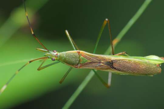 Imagem de Leptocorisa acuta (Thunberg 1783)