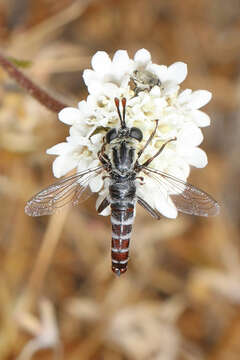 Image of Pseudonomoneura micheneri (James 1938)