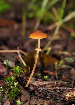 Conocybe filaris (Fr.) Kühner 1935的圖片