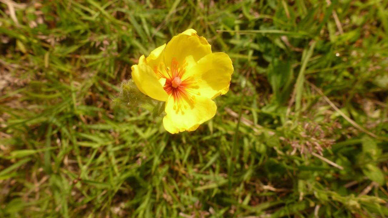 Image of <i>Crocanthemum brasiliense</i>