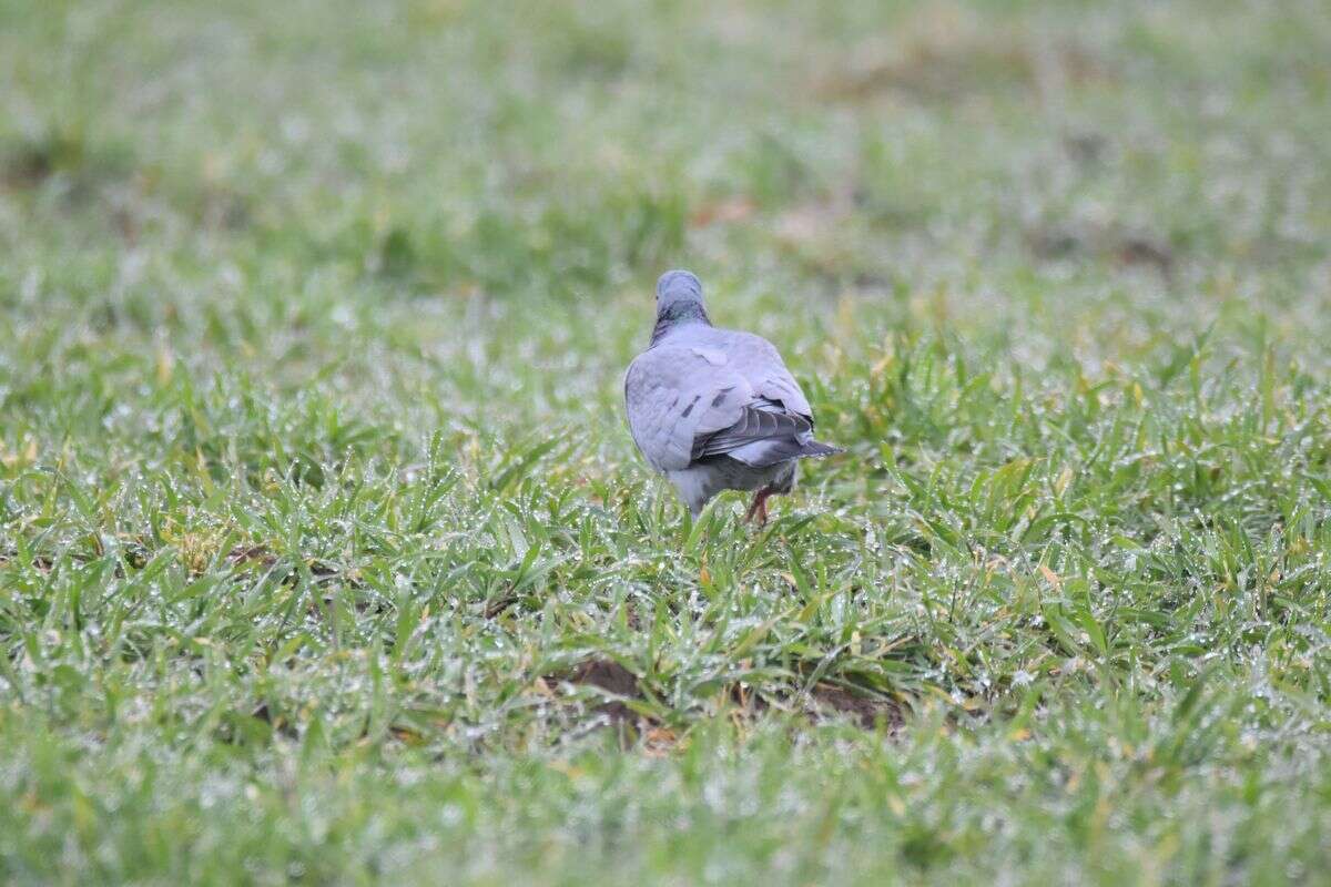 Image of Stock Dove