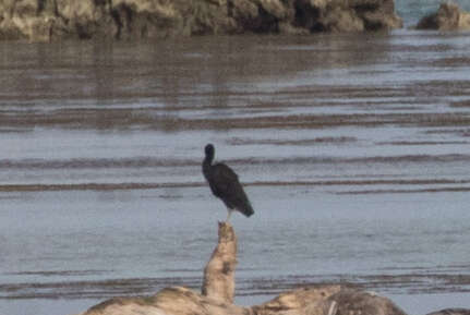 Image of Eastern Reef Egret