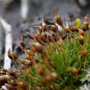 Image of <i>Tortula caucasica</i> Broth.