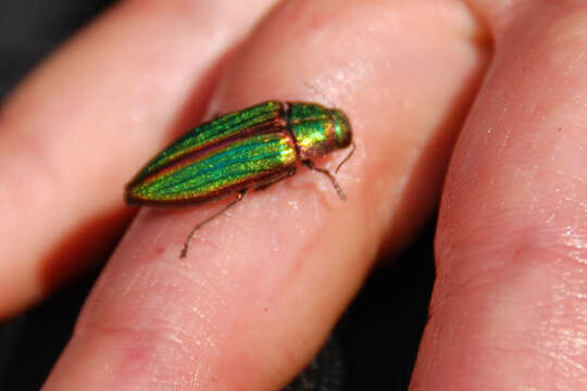 Imagem de Buprestis aurulenta Linnaeus 1767