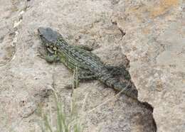 Image of Drakensberg Crag Lizard