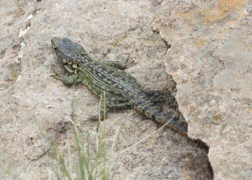 Image of Drakensberg Crag Lizard