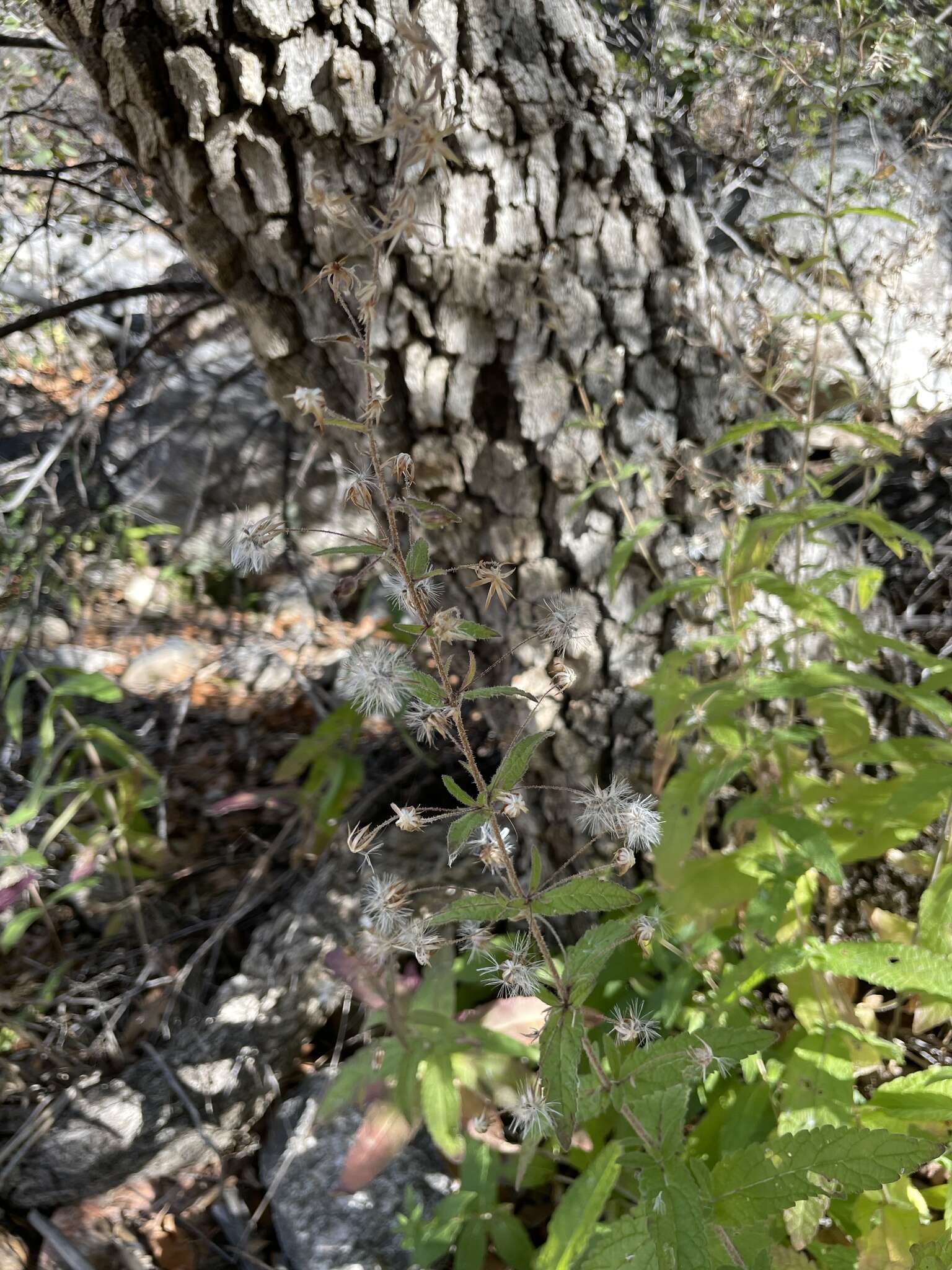 Image de Brickellia betonicifolia A. Gray