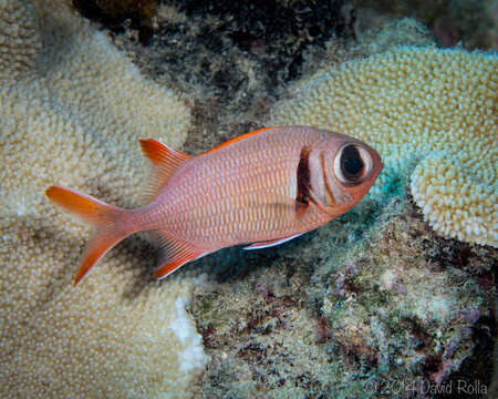 Image of Epaulette soldierfish