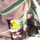 Image of Crotalaria hirta Willd.