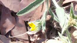 Image of Crotalaria hirta Willd.