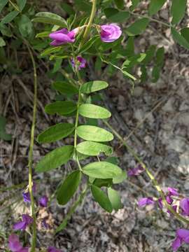 Image of <i>Hedysarum boreale</i> var. <i>mackenziei</i>