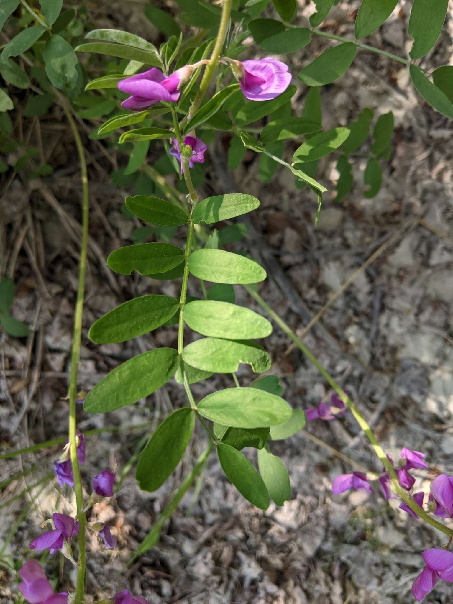 Image of <i>Hedysarum boreale</i> var. <i>mackenziei</i>