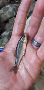 Image of Spotfin shiner