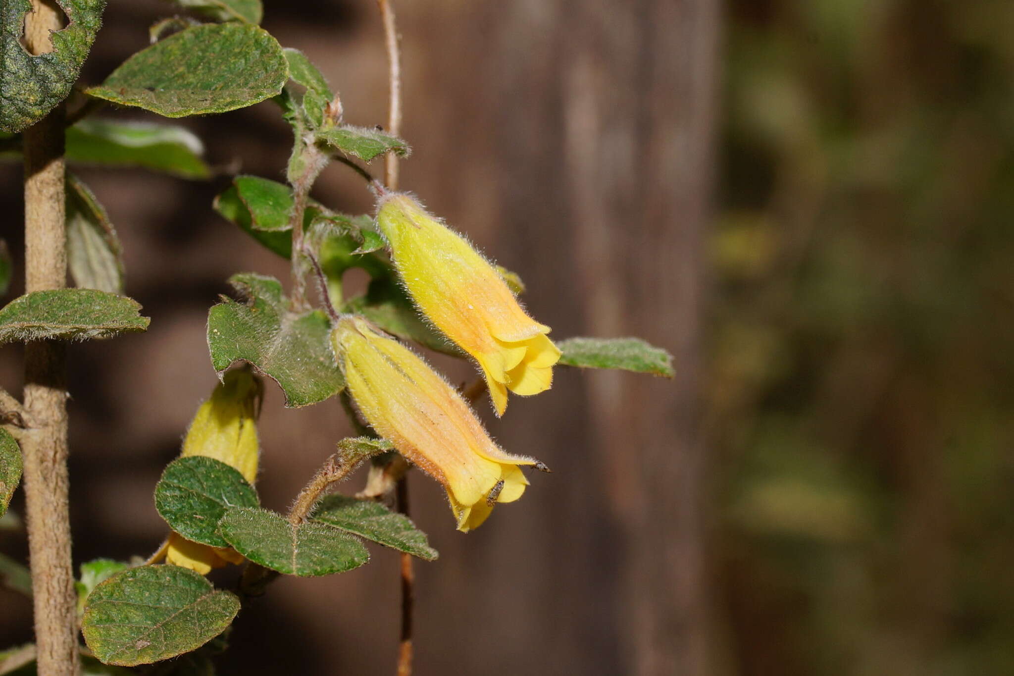 Image de Marianthus bignoniaceus F. Müll.