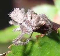 Image of Sidymella hirsuta (L. Koch 1874)