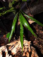 صورة Asplenium angustum Sw.