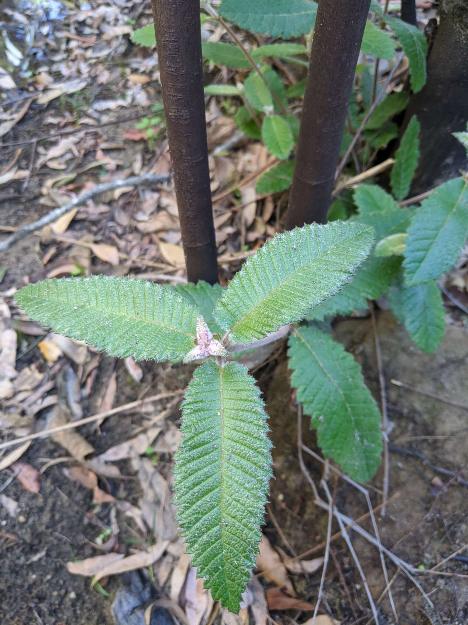 Image of black wattle