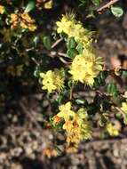 Image of Phebalium squamulosum subsp. ozothamnoides (F. Müll.) Paul G. Wilson