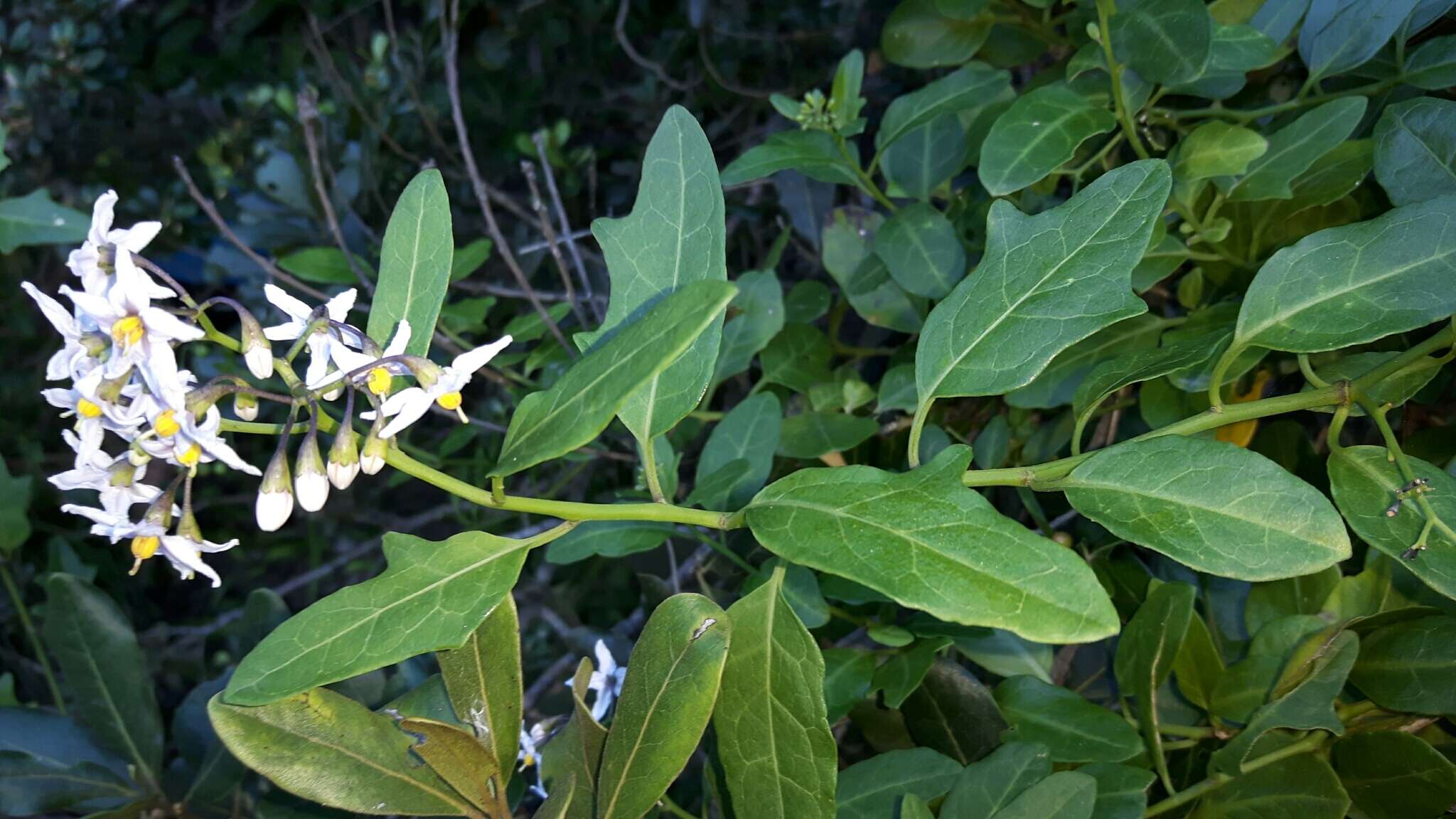 Image of Solanum africanum Dun.