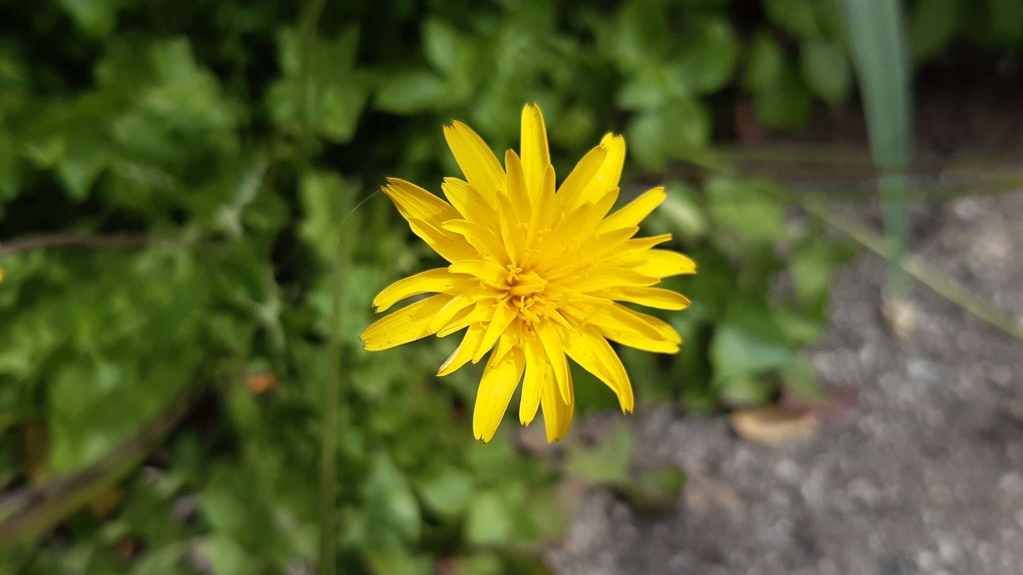 Image of Hyoseris radiata subsp. radiata