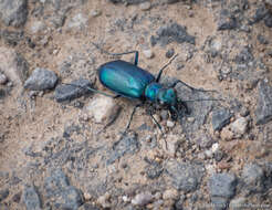 Image of Cicindela (Cicindela) plutonica Casey 1897